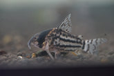 Schwartz Cory (Corydoras Schwartzi)